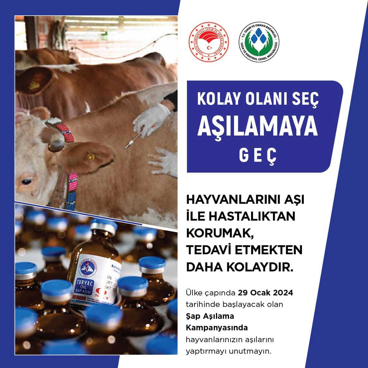 ŞAP AŞILAMA KAMPANYASI BAŞLADI