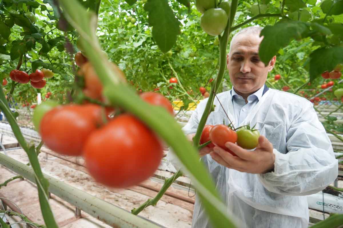 SERACILIĞIN MERKEZİ HOLLANDA’YA MANİSA SERALARINDAN DOMATES İHRACATI  