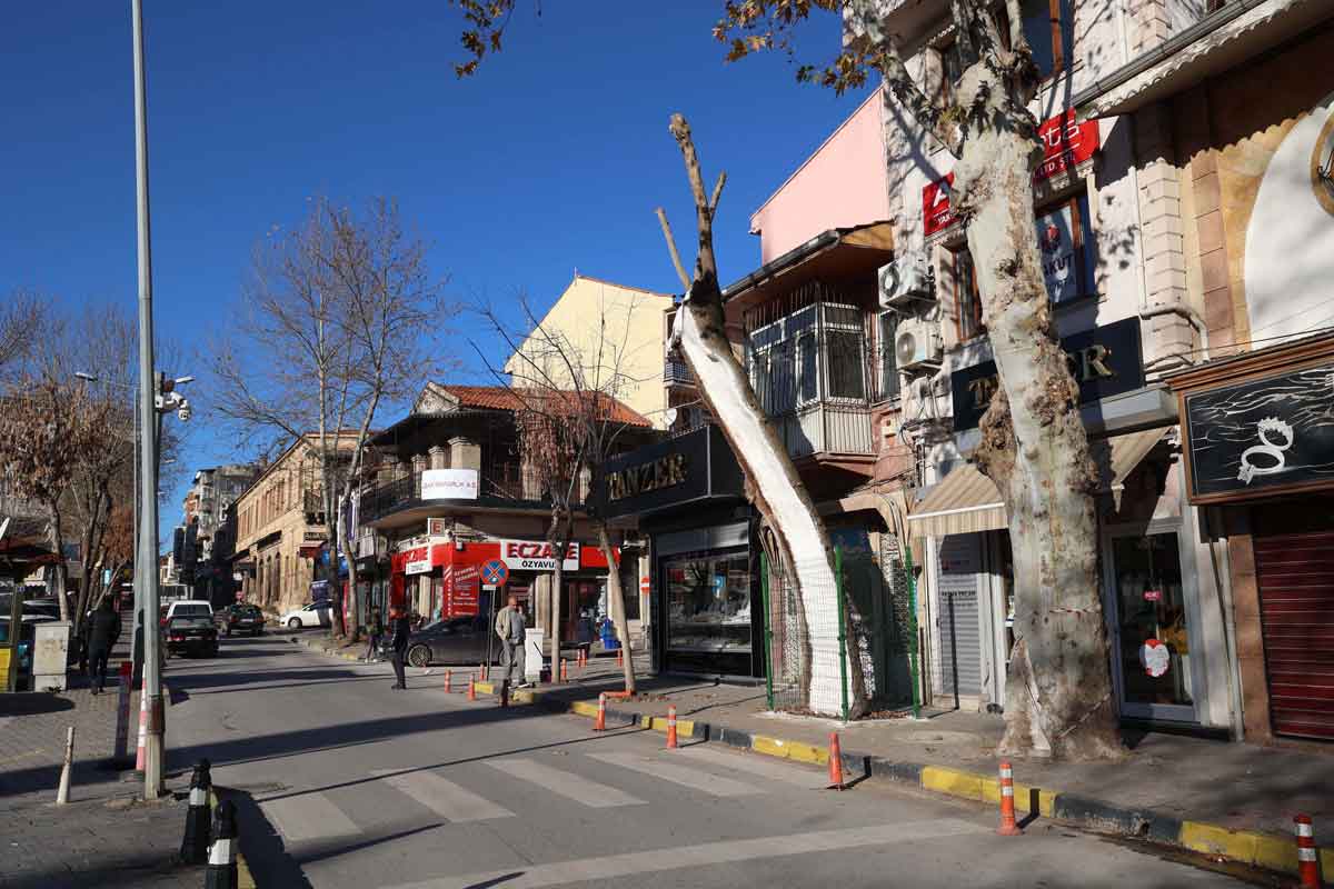 UŞAK’TA 100 YILLIK ÇINAR AĞACI BAKIMDAN GEÇTİ  