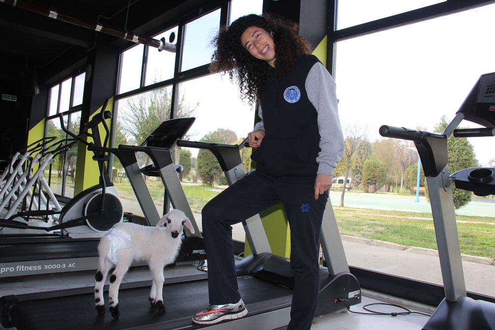 BU KUZU KOŞU BANDINDA YÜRÜYÜP, SPOR YAPIYOR