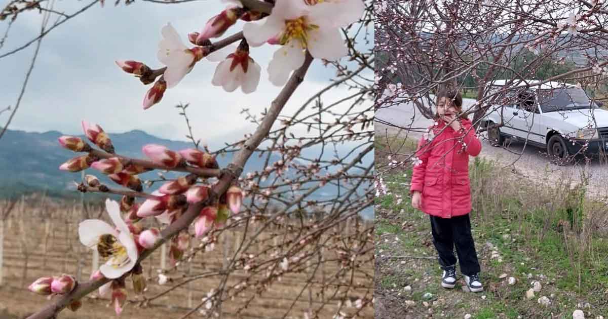 ŞUBAT AYINDA AĞAÇLAR ÇİÇEK AÇTI 