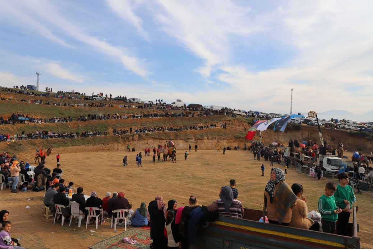 TURGUTLU’DA DEVE GÜREŞLERİ NEFES KESTİ