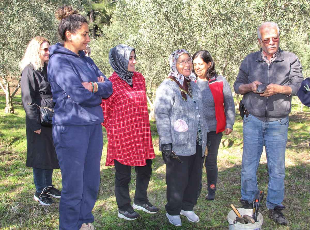 ALMANLAR VE İNGİLİZLER ZEYTİN BUDAMAYI ÖĞRENDİ  