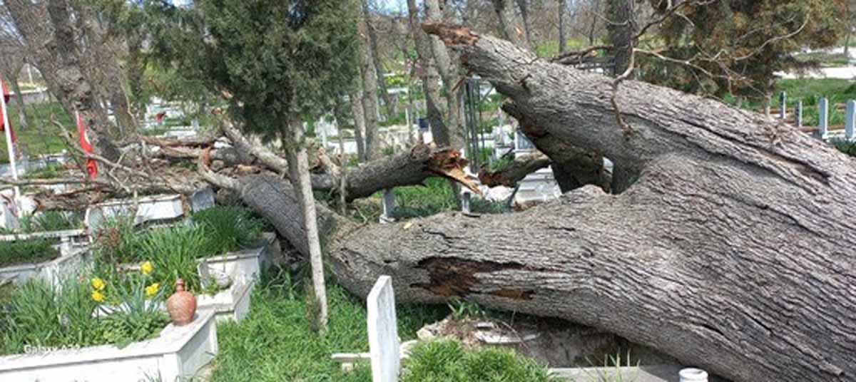 ASIRLIK MEŞELER MEZARLARIN ÜZERİNE DÜŞTÜ