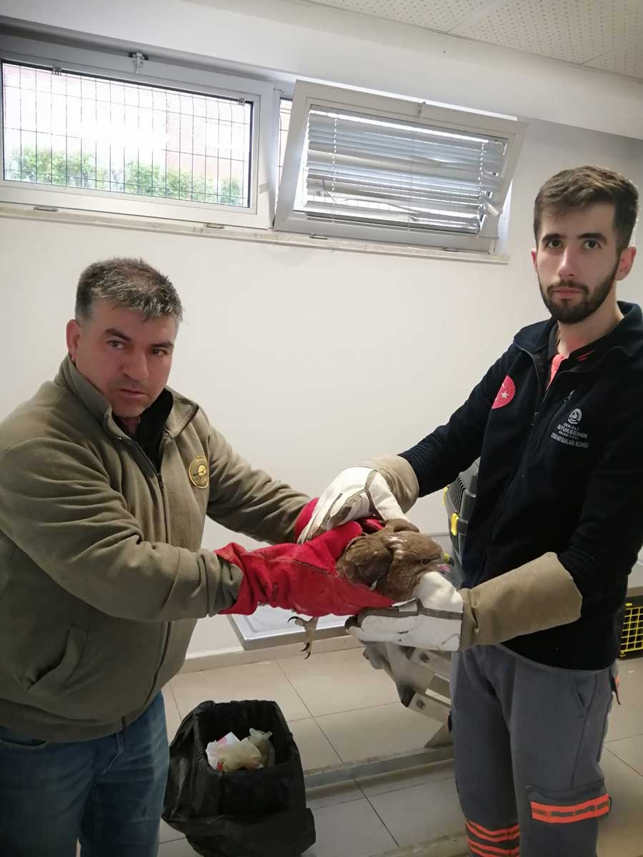 YARALI ŞAHİN TEDAVİYE ALINDI