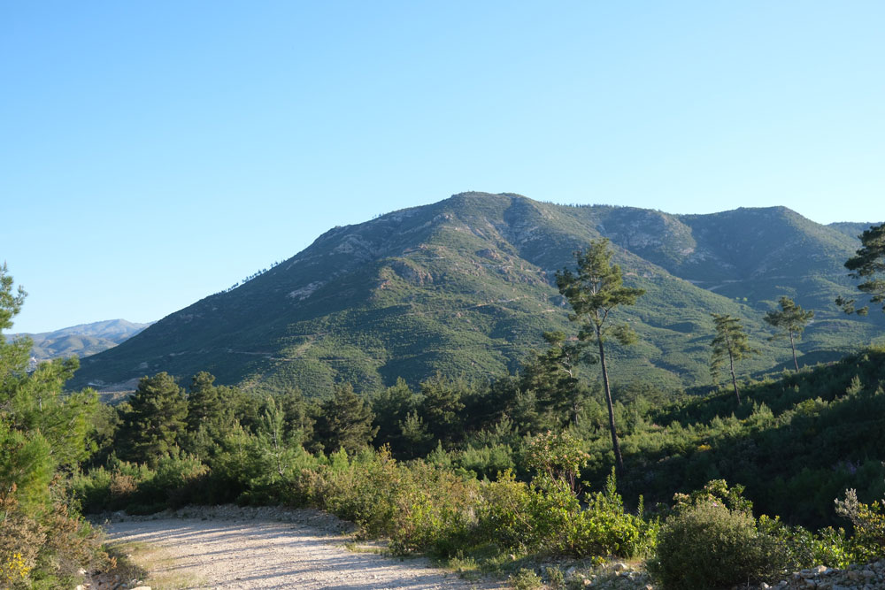 3 GÜNDE KÜL OLDU, YENİDEN ORMAN OLMASI 30 YIL SÜRECEK