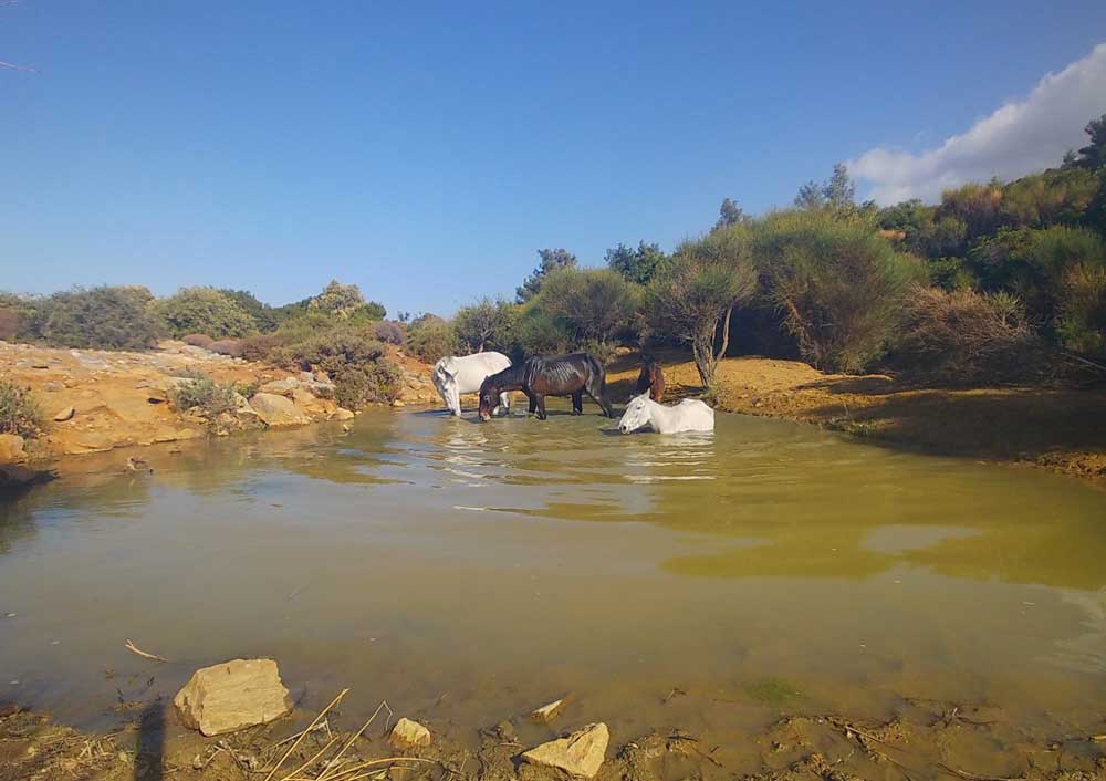 BİR ASIR ÖNCE SALIVERİLEN ATLAR MİLLİ PARKI RENKLENDİRDİ  