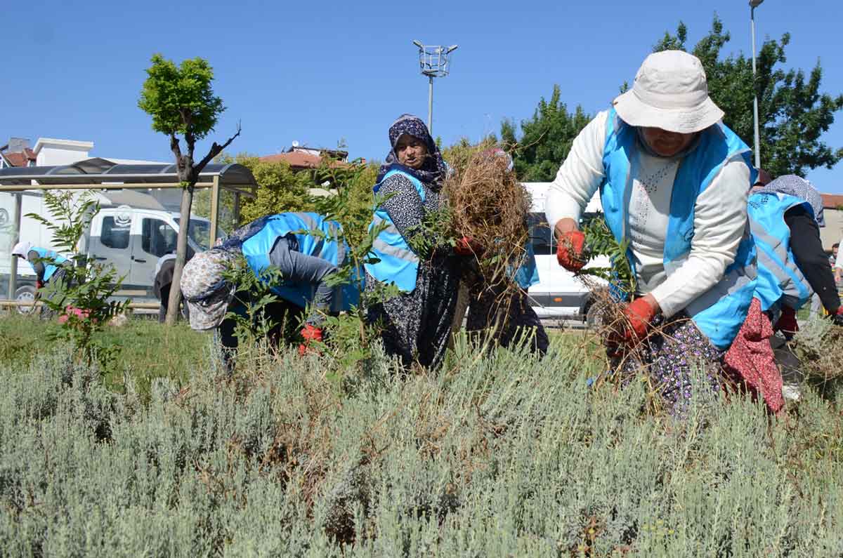PAMUKKALE’DE BAHAR BAKIMI BAŞLADI