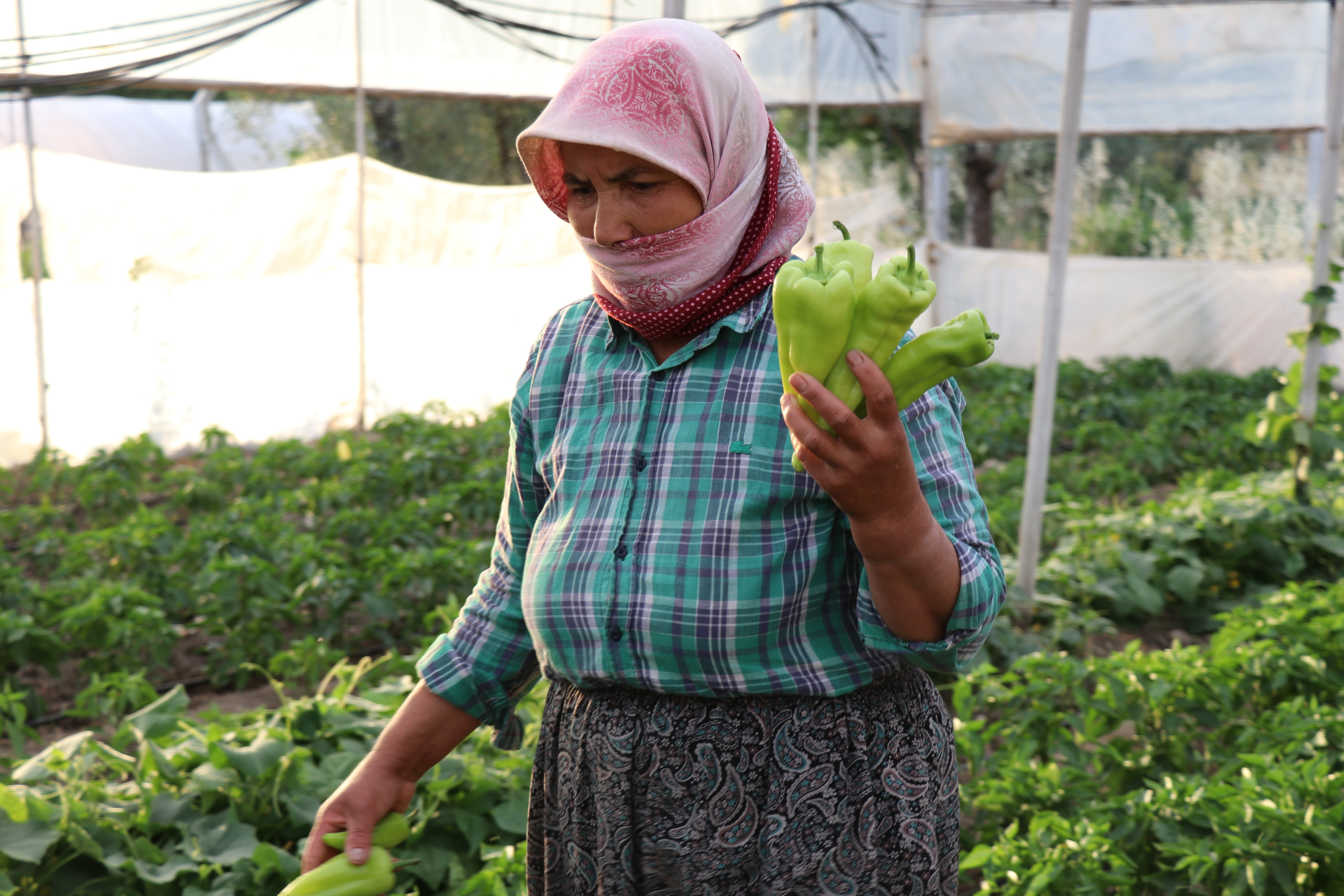 ÜNLÜ KALE BİBERİNDE HASAT BAŞLADI