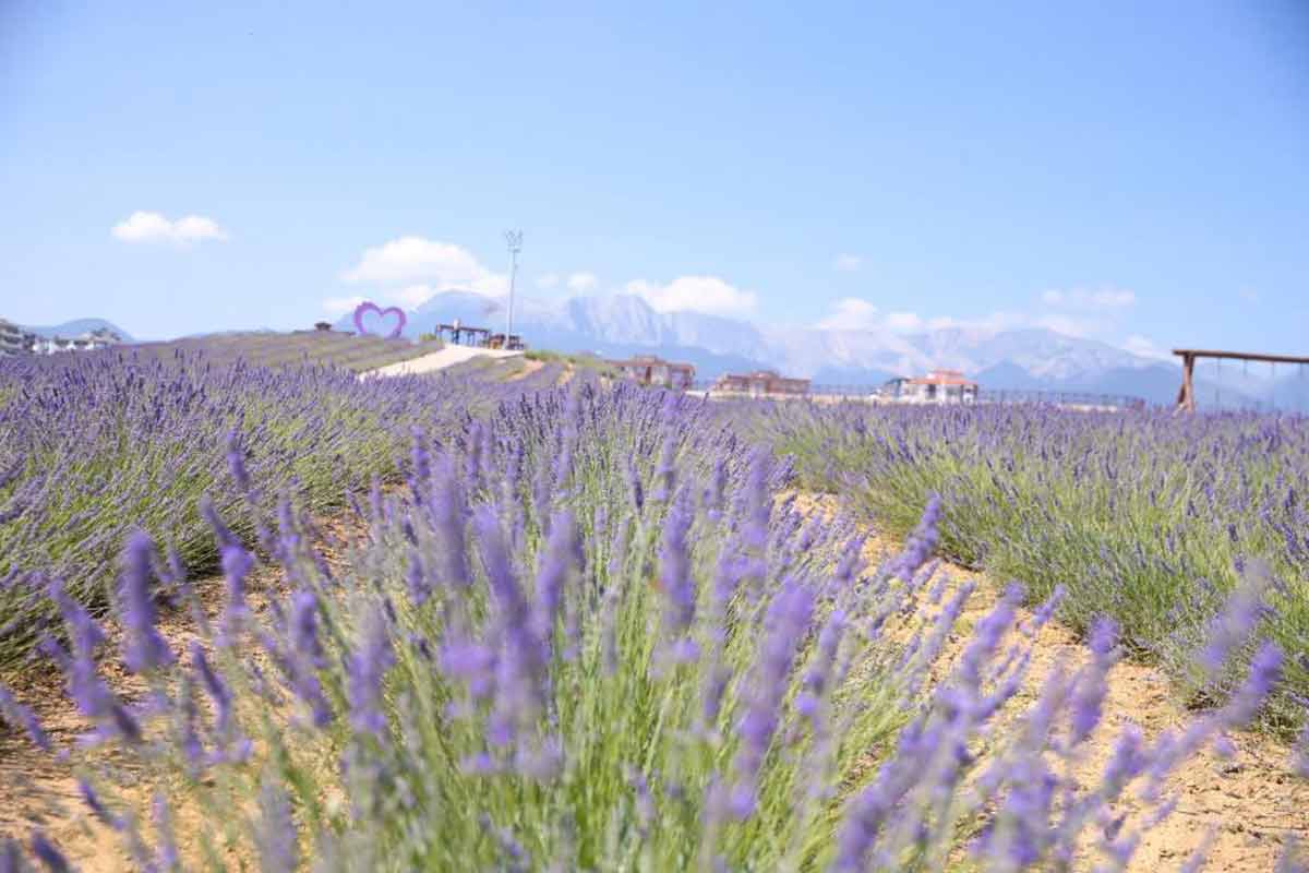 VATANDAŞ SIRAYA GİRİYOR