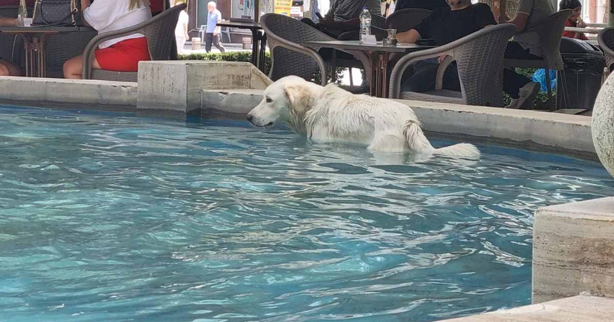 Denizli’de mevsim normallerinin üzerinde seyreden hava sıcaklıkları sadece insanları değil sokak hayvanlarını da zor durumda bıraktı. Bir sokak köpeğinin Candoğan Parkı’ndaki havuza girerek serinlemesi ilgiyle izlendi.