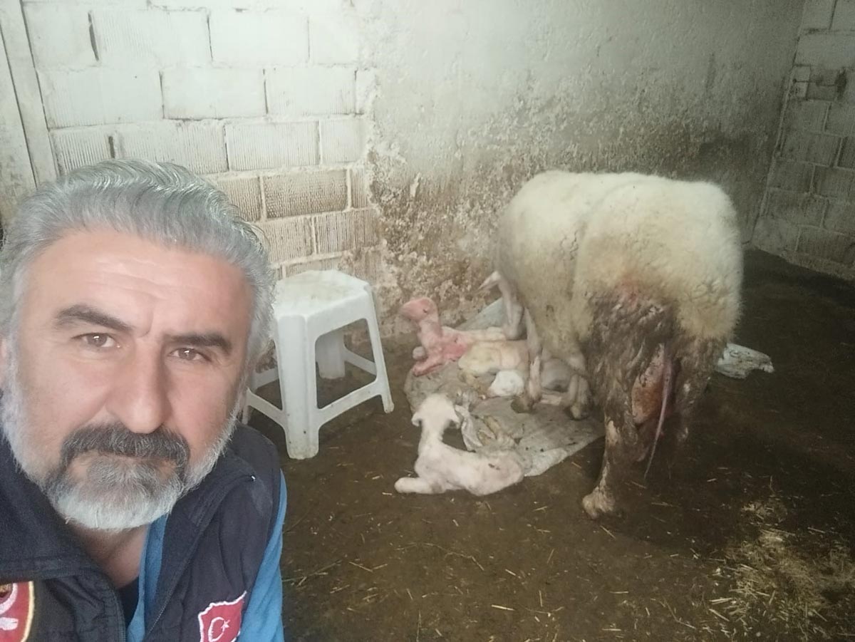 BİR BATINDA 4 KUZU