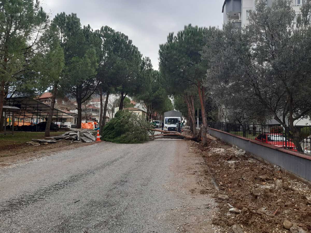 FIRTINA AĞACI DEVİRDİ