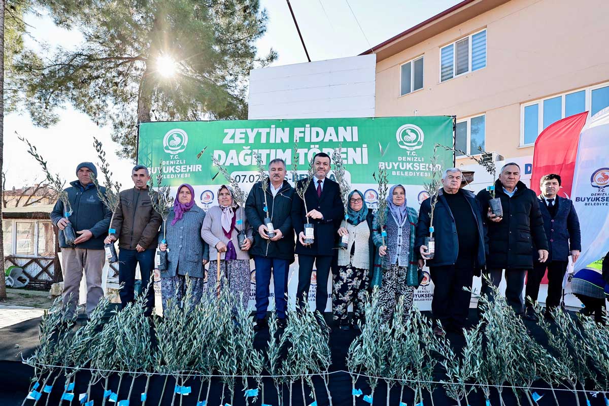 46 BİN ZEYTİN FİDANI  DAĞITIMI BAŞLADI