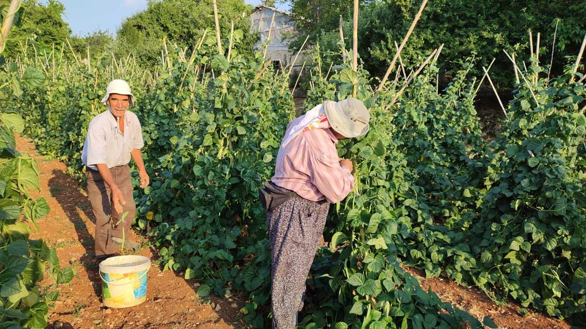 Denizli’nin Çameli ilçesinde tamamen doğal yöntemlerle yetiştirilen meşhur Çameli sırık fasulyesinin hasadına başlandı. Güvercin gübresiyle beslenen ve doğal kaynak suyu ile sulanan fasulye, çevre illerde büyük ilgi görüyor.