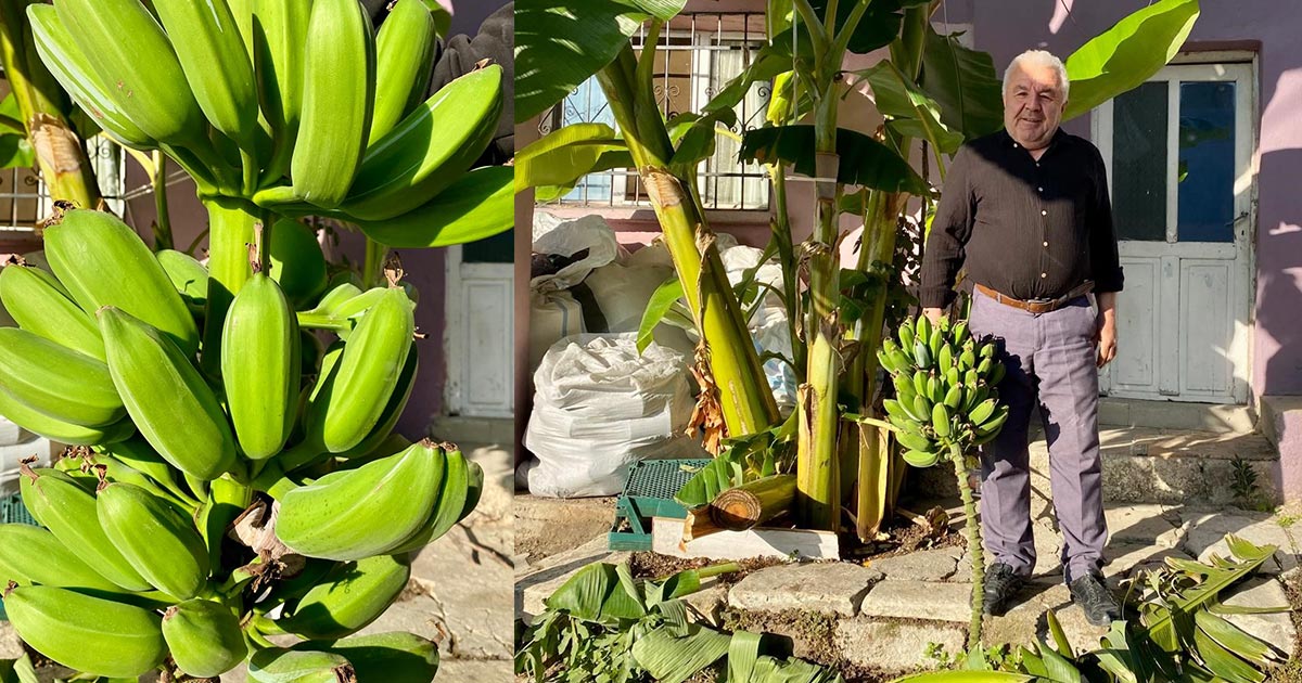 70 RAKIMDA MUZ HASADI YAPTI