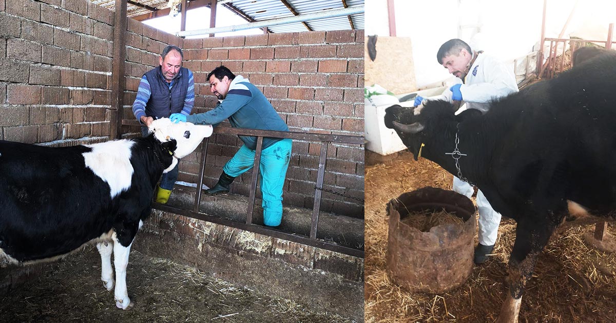 ACIPAYAM HAYVAN PAZARI AÇILDI