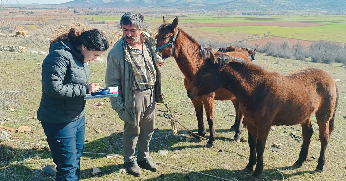 BEKİLLİ’DE ATLAR KAYIT ALTINDA