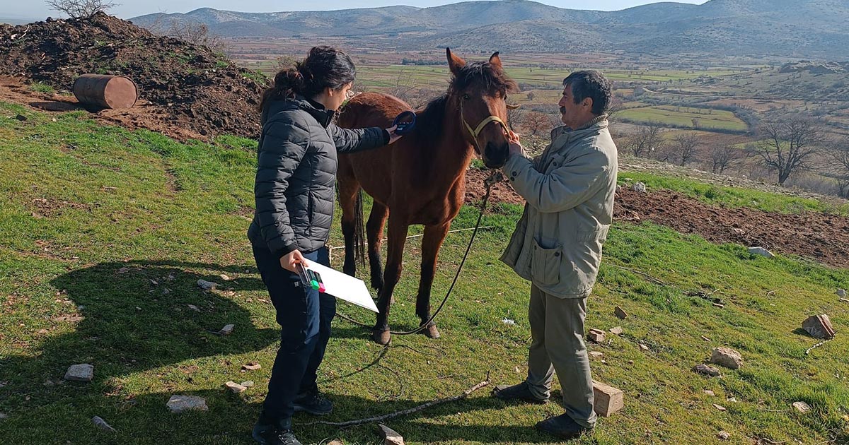 BEKİLLİ’DE ATLAR KAYIT ALTINDA