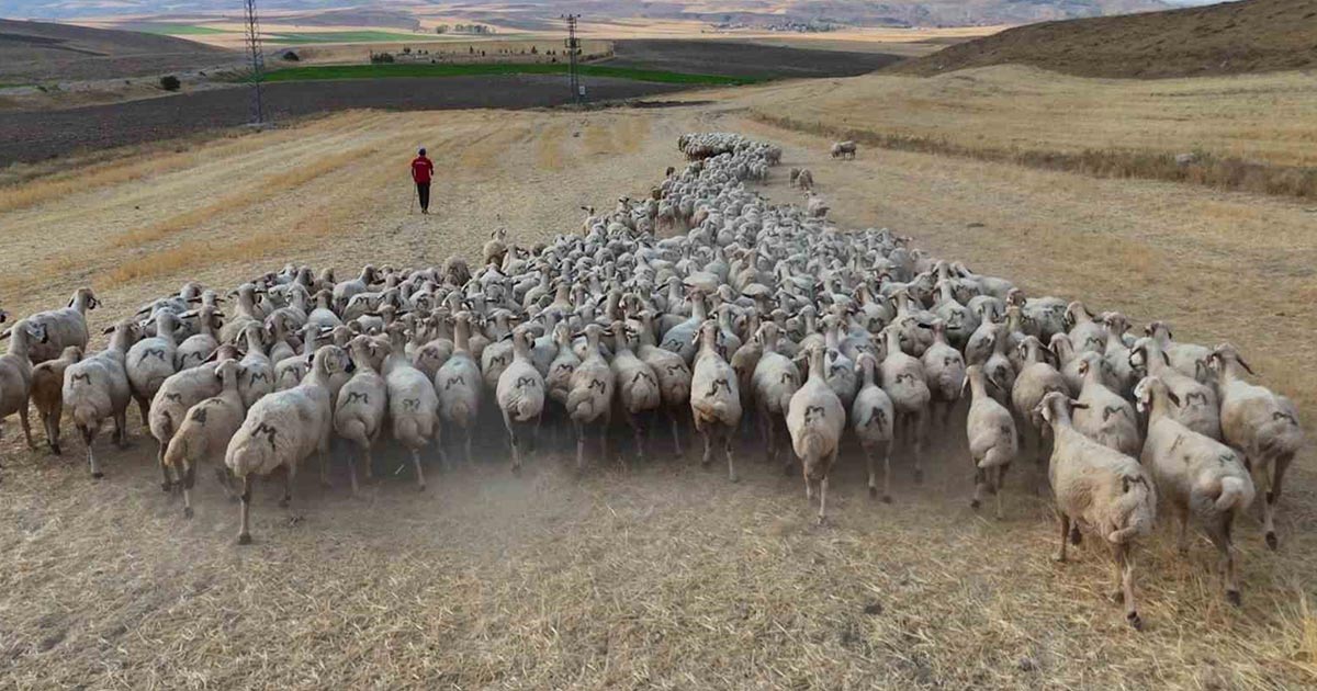 ULUSLARARASI MERA VE ÇOBANLAR YILI