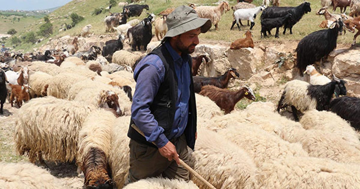 ULUSLARARASI MERA VE ÇOBANLAR YILI
