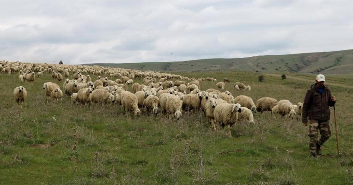 ULUSLARARASI MERA VE ÇOBANLAR YILI