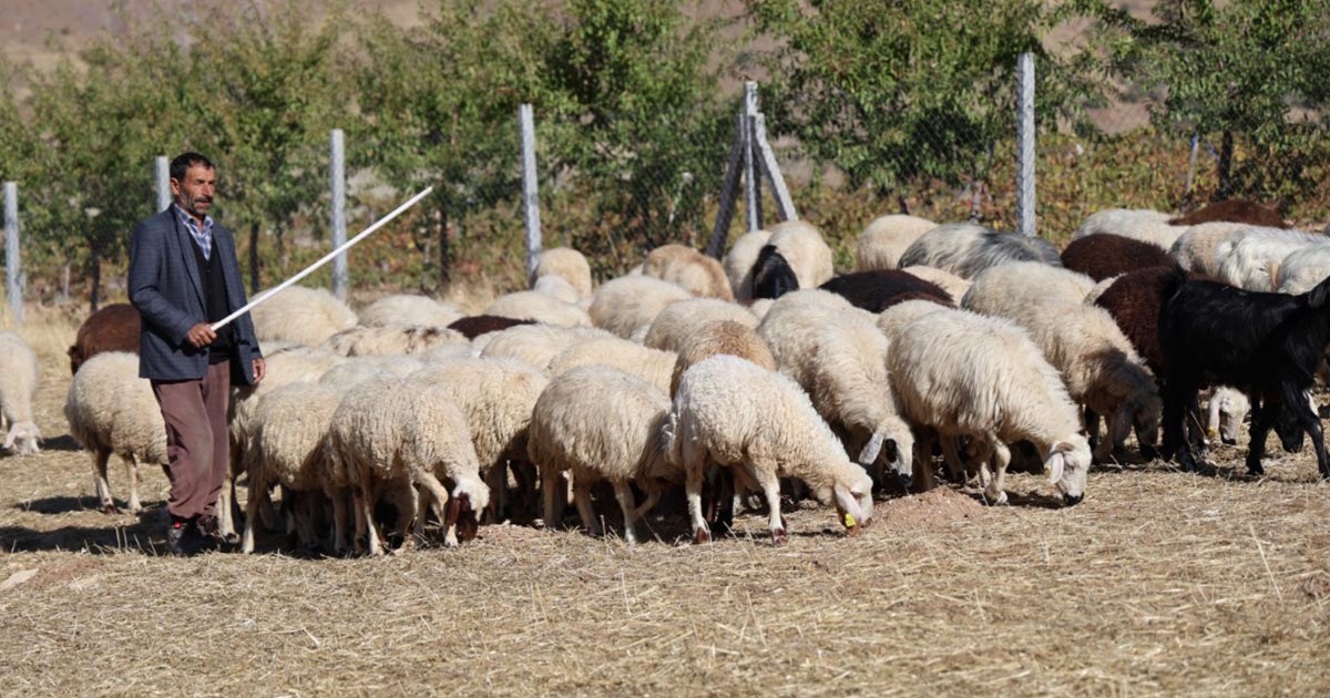 ULUSLARARASI MERA VE ÇOBANLAR YILI
