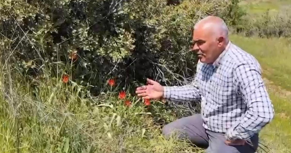 DENİZLİ'DE ANEMON LALESİ YETİŞTİ