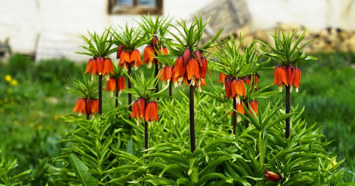 KOPARMANIN CEZASI 700 BİN TL