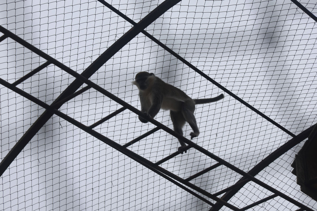 DENİZLİ’DE YAKALANAN MAYMUN HAYVANAT BAHÇESİNE GÖNDERİLDİ 