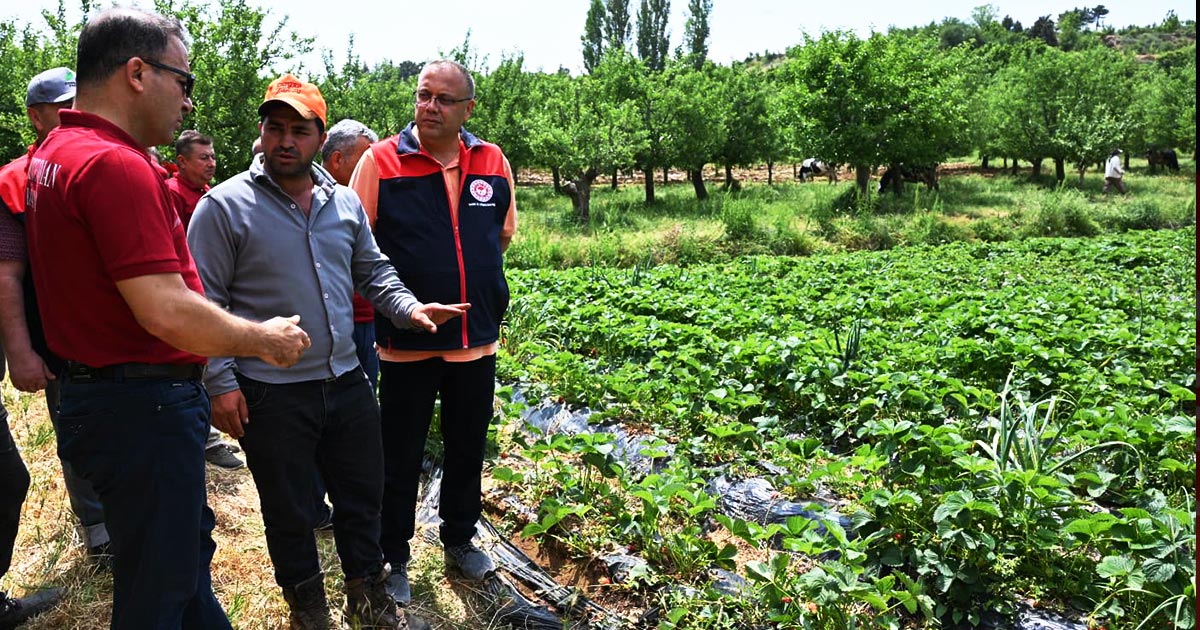 BULDAN’DA ÇİLEK HASADI BAŞLADI