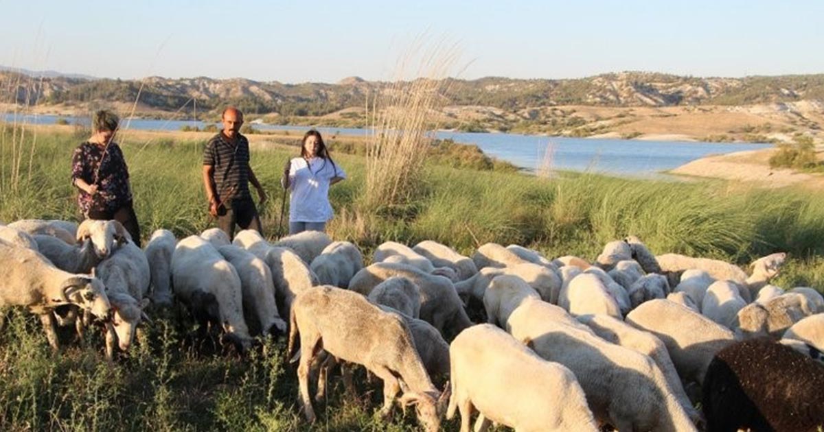 BÖLÜM BİRİNCİSİ ÇOBAN