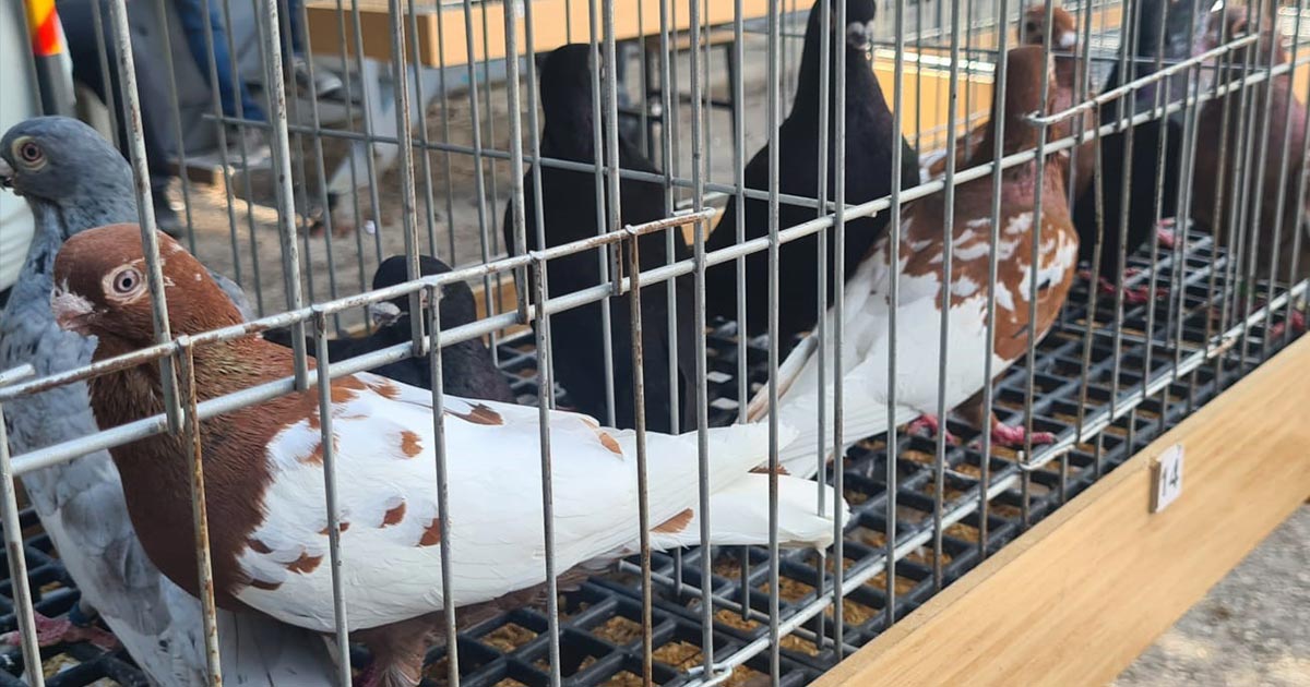 GÜVERCİN TUTKUNLARI BU YARIŞMADA BULUŞTU