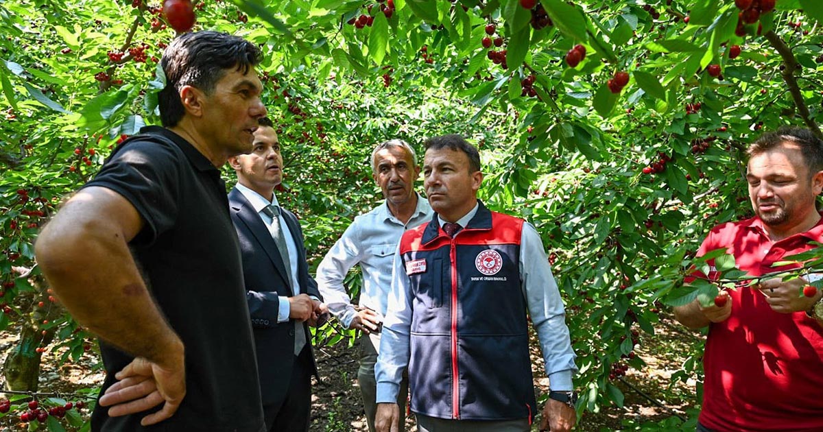 KİRAZDA VERİM ARTTI
