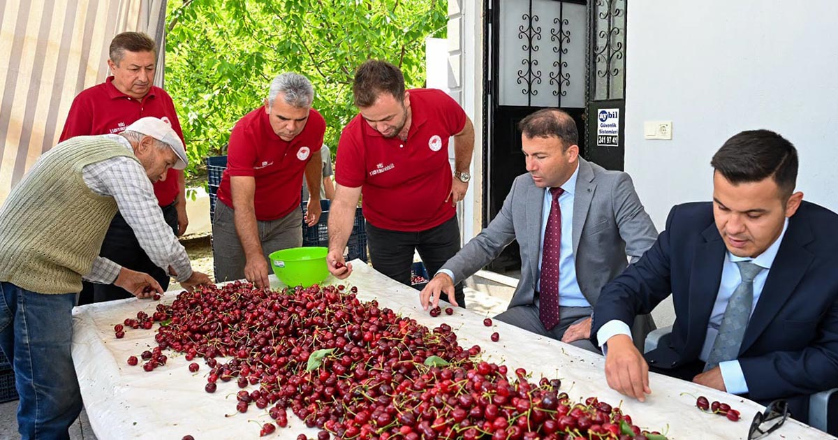 KİRAZDA VERİM ARTTI