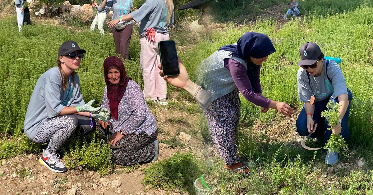 RUSLAR, GÖZLER’DE KEKİK HASADI YAPTI
