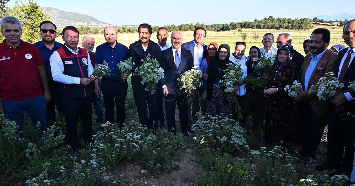 KEKİK HASADI BAŞLADI