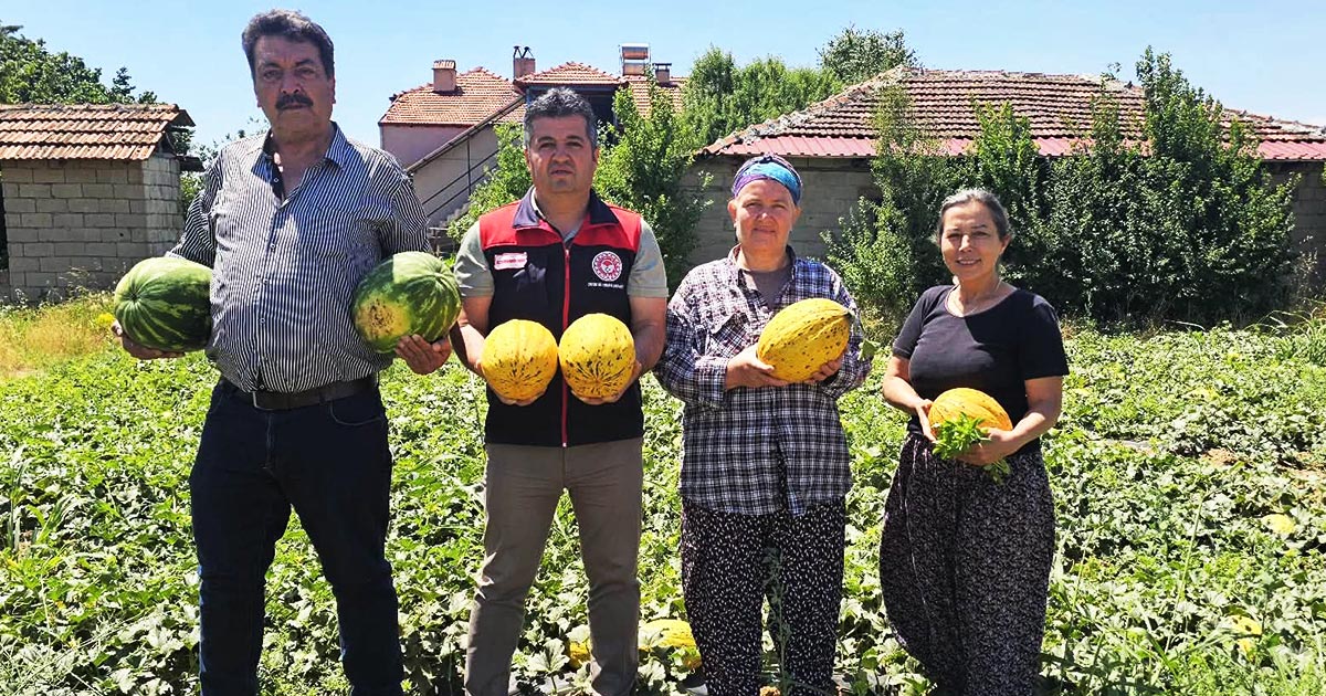 COĞRAFİ İŞARETLİ ACIPAYAM KAVUNUNDA 2026 YILININ İLK HASADI