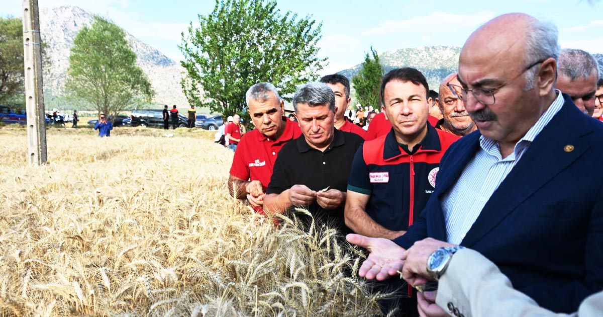 YERLİ TOHUM GÜÇLÜ REKOLTE