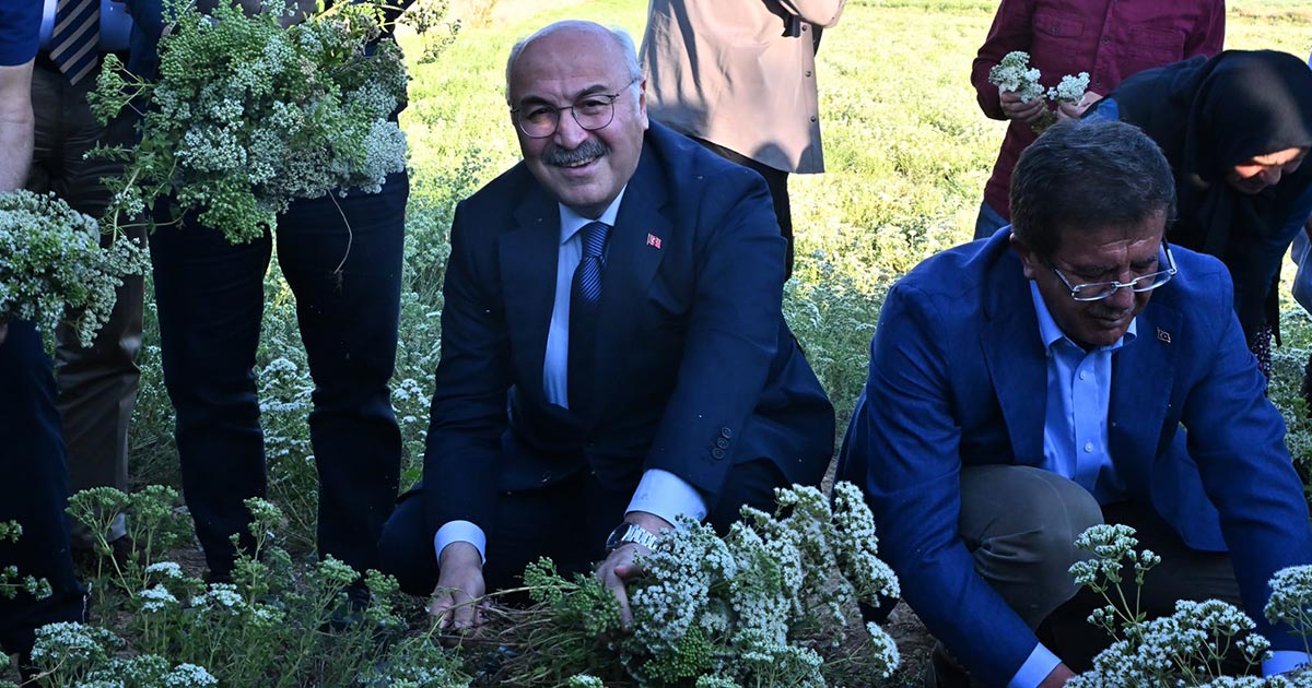 KEKİK HASADI BAŞLADI