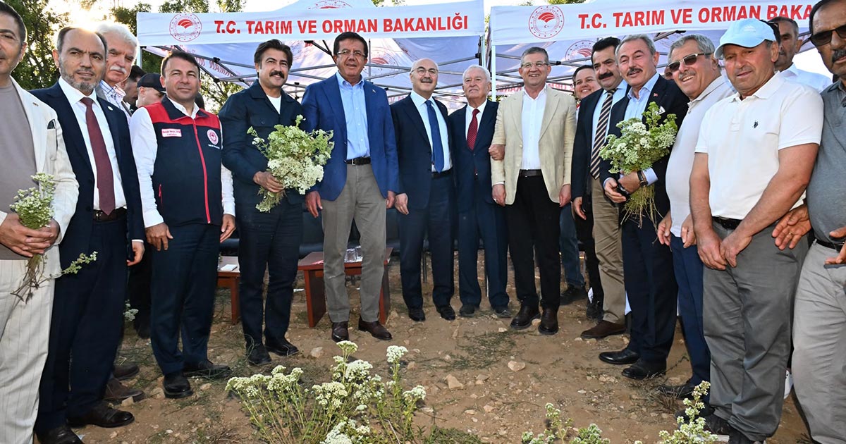 KEKİK HASADI BAŞLADI