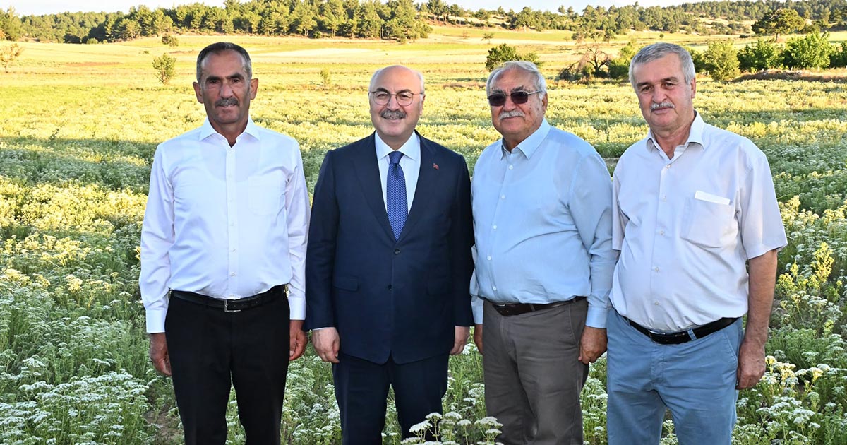 KEKİK HASADI BAŞLADI