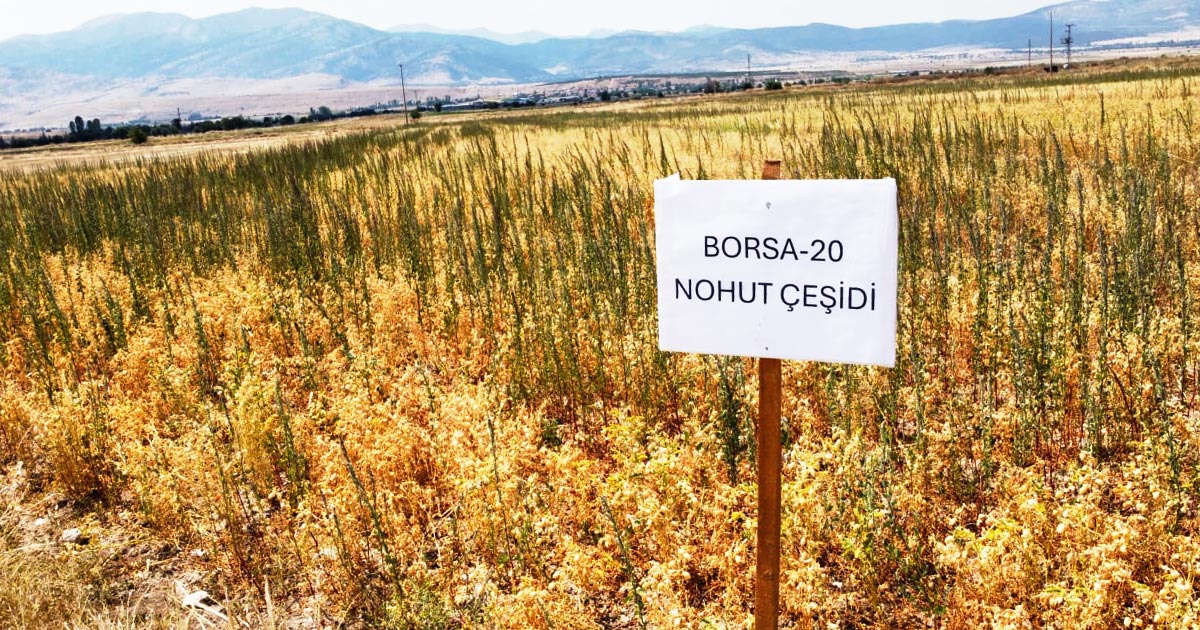 DENİZLİ'DE GELİŞTİRİLEN BORSA-20 NOHUDUNDA İLK HASAT YAPILDI