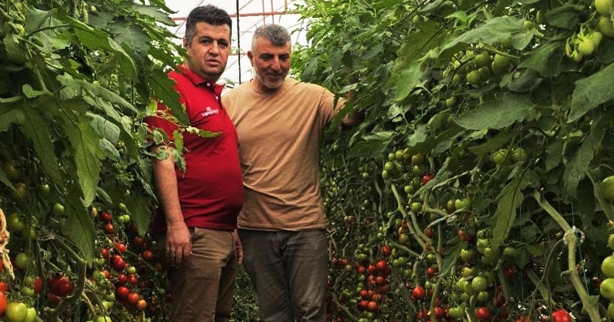 ÖRTÜ ALTI YETİŞTİRİCİLİĞİNDE ÖRNEK MODEL