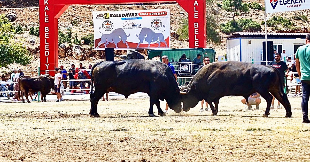 BOĞALAR KIRAN KIRANA GÜREŞTİ