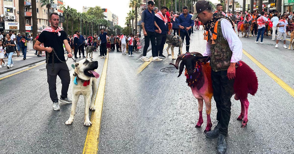 BOYALI KOYUNLAR VE ÇOBAN KÖPEKLERİYLE RENKLİ KORTEJ