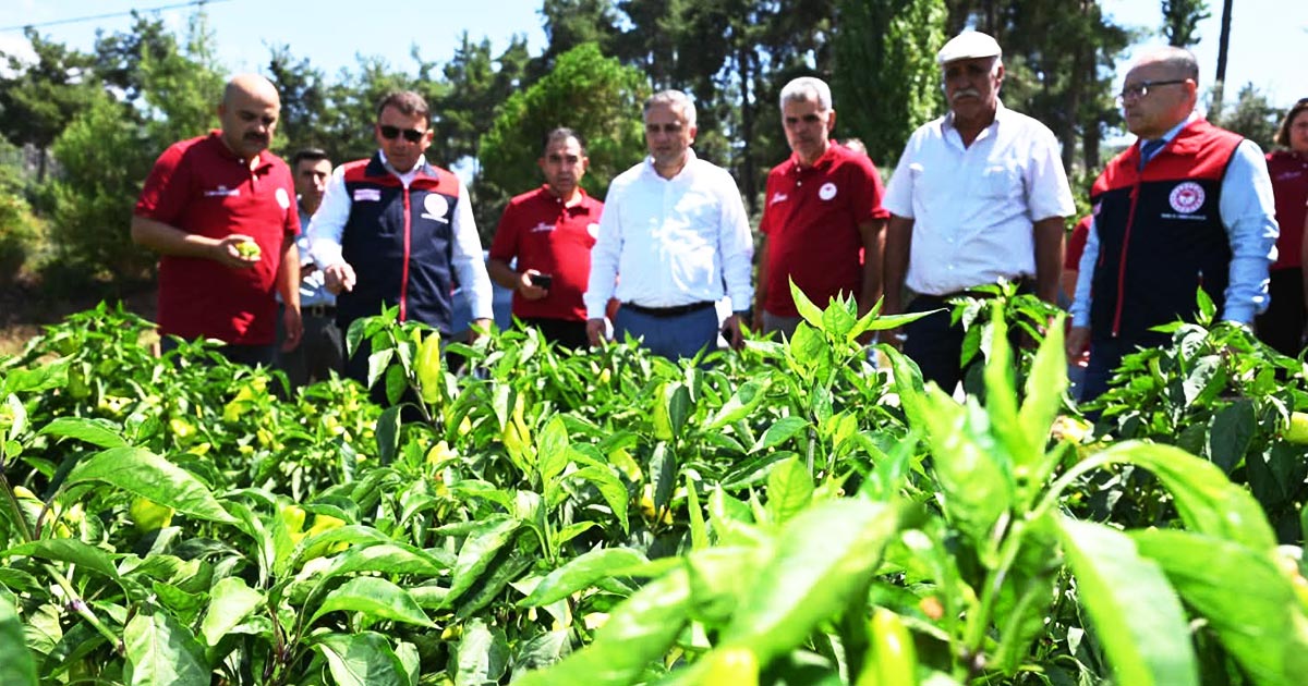 KALE BİBERİNDE BEREKETLİ HASAT
