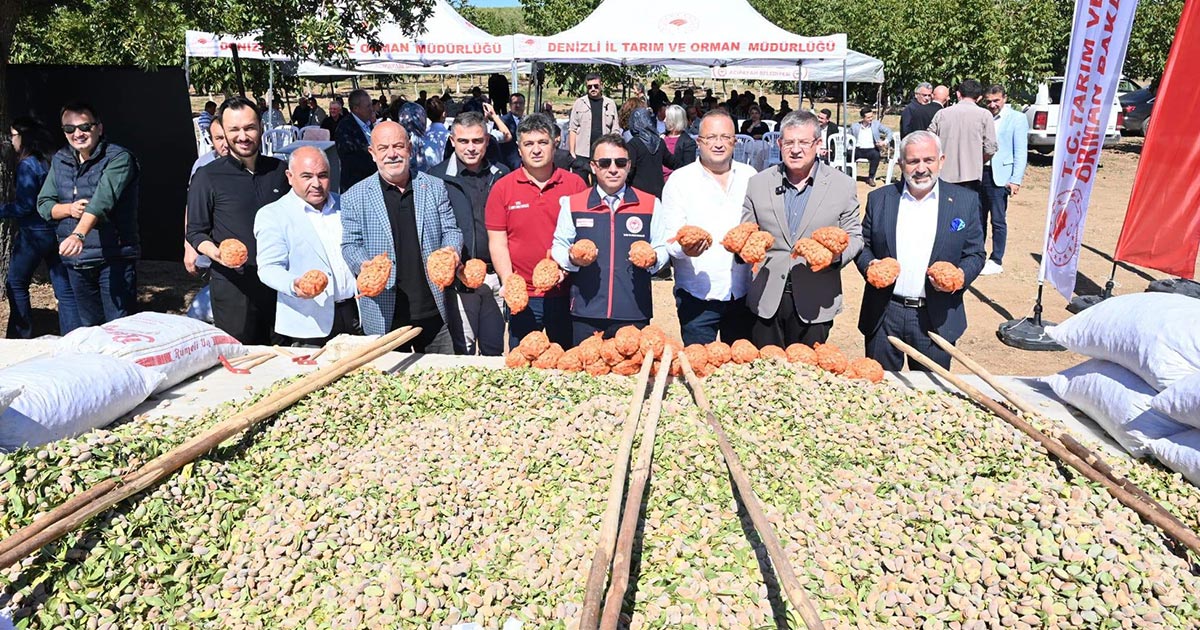 ACIPAYAM’DA BADEM HASADI BAŞLADI