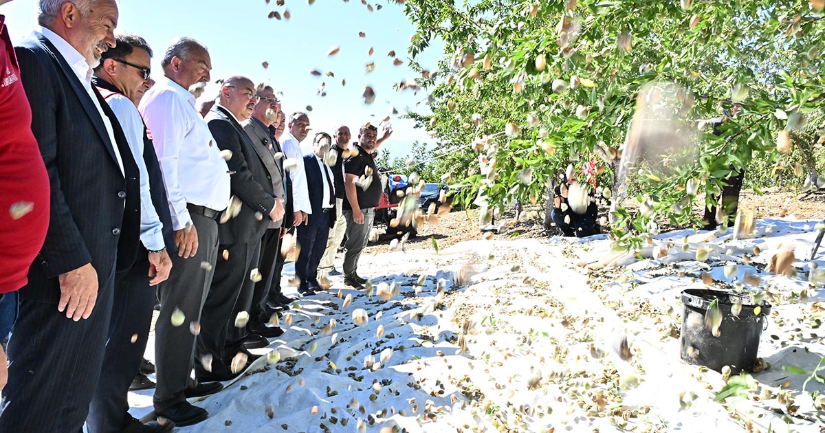ACIPAYAM’DA BADEM HASADI BAŞLADI