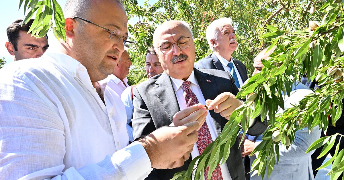 ACIPAYAM’DA BADEM HASADI BAŞLADI